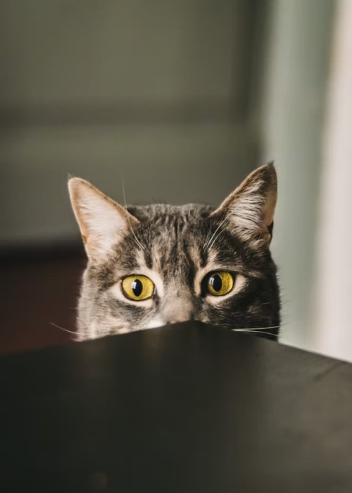 кот, выглядывающий из-за стола